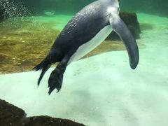 -悉尼海洋生物水族馆
