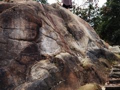 -南山植物园