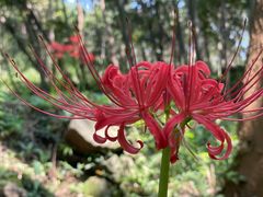 -南京市无想山景区