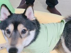 -逗柴咖啡屋·狗咖猫咖宠物桌游