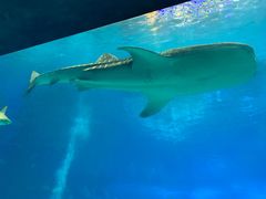 -珠海长隆海洋王国