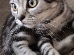 -袖虎·猫馆(体育西路店)