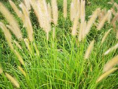 -天津东丽湖风景区