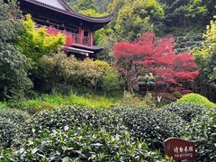 -十八棵（老龙井）御茶园(老龙井店)