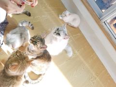 -Heymao猫咖.咖啡厅(东门店)