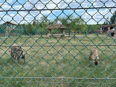 -鄂尔多斯野生动物园