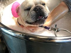 -PETKIT小佩宠物·低压洗护(国顺东路店)