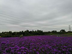 -紫颐香薰山谷景区