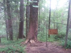 -五营红松林海景区