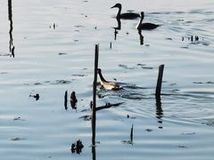 -野鸭湖国家湿地公园