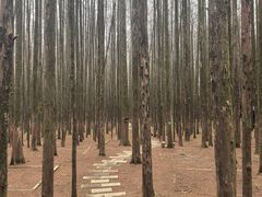 -山王坪喀斯特国家生态公园