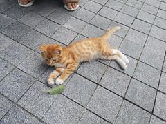 -小海豚国际游泳培训中心(浦东塘桥店)