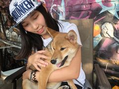 -柴犬高等学院·狗咖·柴犬售卖·宠物训练