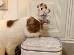 -袖虎·猫馆(体育西路店)