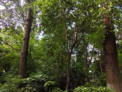 -成都市活水公园