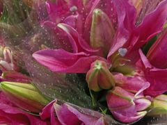 -循礼门鲜花花市(武汉循礼门店)