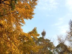 荷花池-四川大学(华西校区)