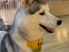 -Husky Go! 哈士奇体验馆·宠物咖啡厅狗咖