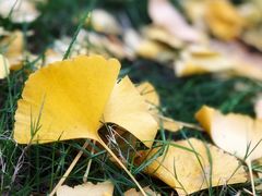 -上海佘山国家森林公园西佘山园