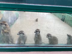 -秦皇岛野生动物园