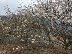 -广州市流溪河国家森林公园