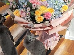 -琪喵猫屋·撸猫猫咖·猫舍