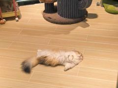 -momokira米努特·德文卷毛猫·棉花面纱犬