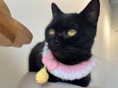 -怪兽屋·羊驼·猫咖·狗咖(俊华广场店)