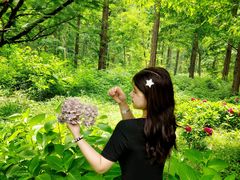 -黄海国家森林公园