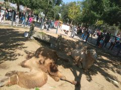 骆驼-长白岛森林公园