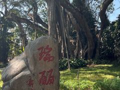 -瑞丽独树成林风景区