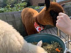 -上海崇明金茂凯悦酒店