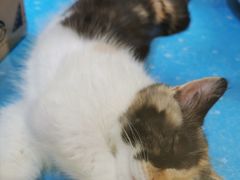 -藏猫猫咖啡主题馆(中央大道店)