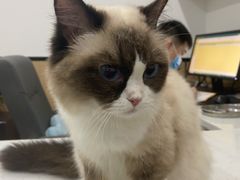 -贝利宠物医院·骨科·眼科·肿瘤转诊中心(南坪诊疗中心)