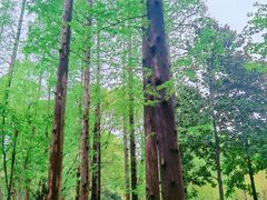 -徐家汇源景区-衡山公园