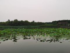 -溱湖国家湿地公园