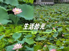 -荔湾湖公园
