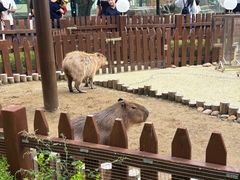 -大连森林动物园