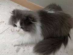 -飞行喵MR PILOT|猫舍·猫咖(静安大融城店)