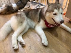 -Husky Go! 哈士奇体验馆·宠物咖啡厅狗咖