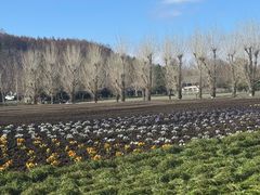 -富田农场