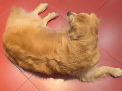 -和它·交个朋友·狗咖猫咖(爱琴海店)