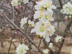 -桃花堤公园