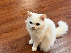 -楼上猫咖(罗湖店)
