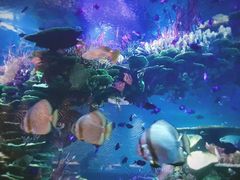 -迪拜帆船酒店海底餐厅