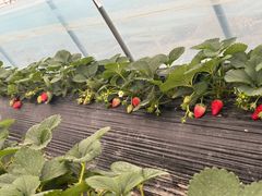 -喜杨洋草莓采摘园