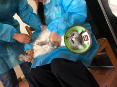 -纳吉亚猫专科动物医院·北北分院