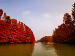 -上海海湾国家森林公园