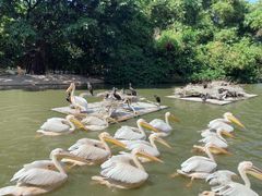 -广州长隆飞鸟乐园