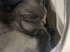 -中农国际动物医院24小时·猫科·骨科·急重症中心